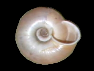 Tabella Chilostoma cingulatum (studer, 1820 )